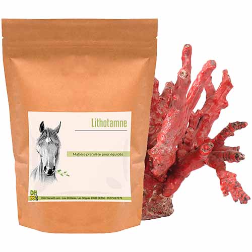 Lithotamne source de minéraux pour cheval